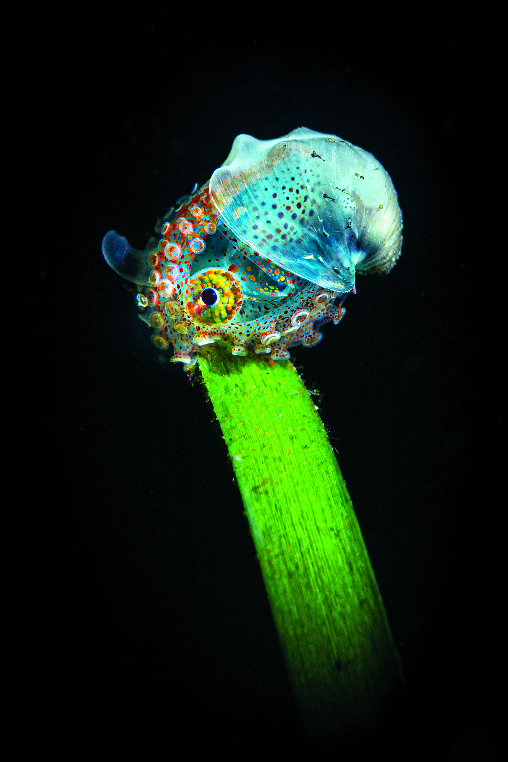 Photo of Whale Shark with 50 Fish in Its Mouth Wins Scuba Diving Photo