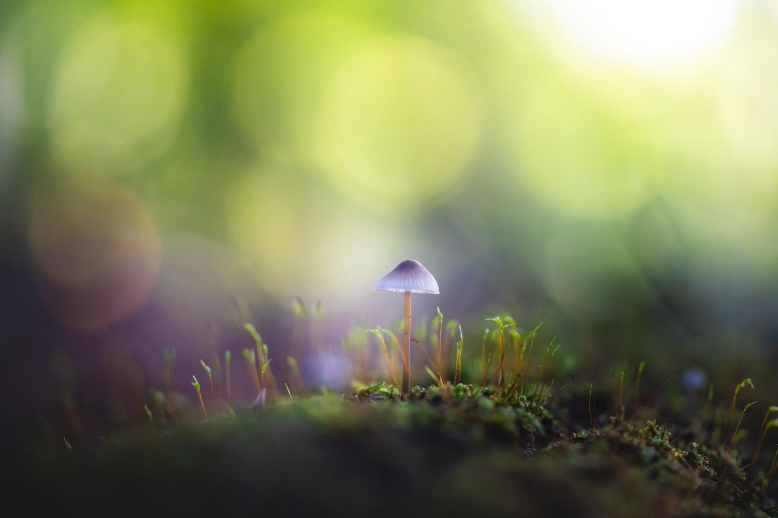 10 Tips for Photographing Little Mushrooms in the Forest | PetaPixel