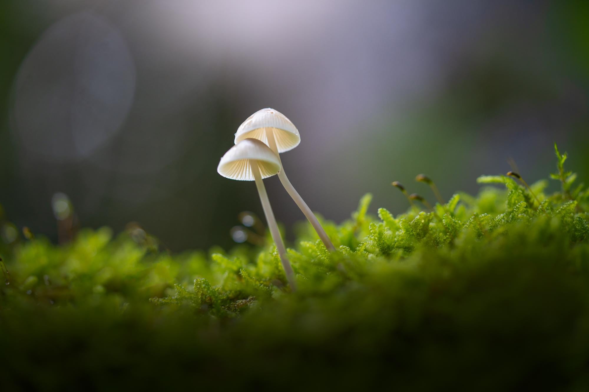 Little mushroom. Грибы макро. Маленький гриб новелла little Mushroom. Magic Mushrooms for Pain. Best time to take Magic Mushrooms.