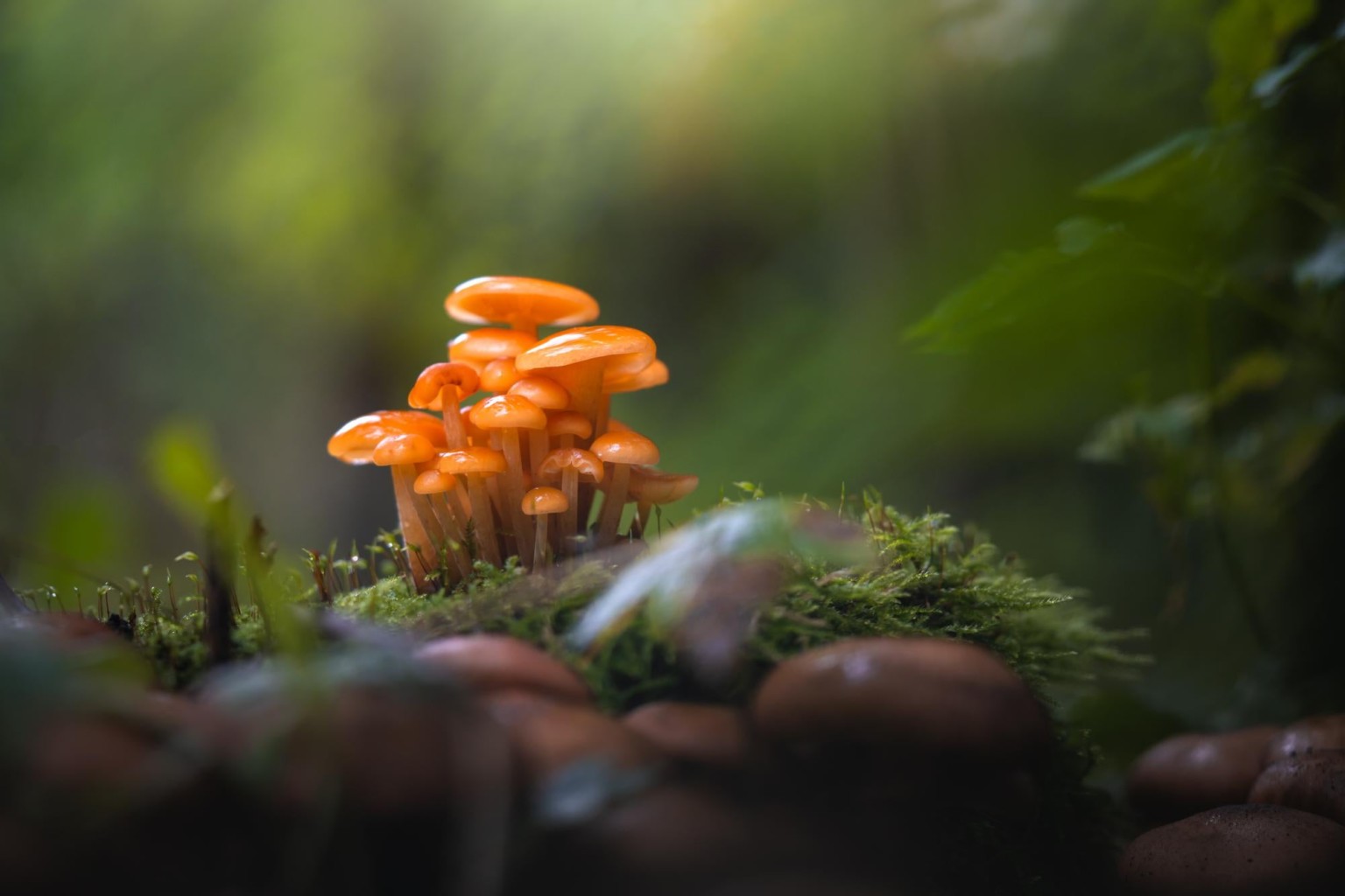 10 Tips for Photographing Little Mushrooms in the Forest PetaPixel