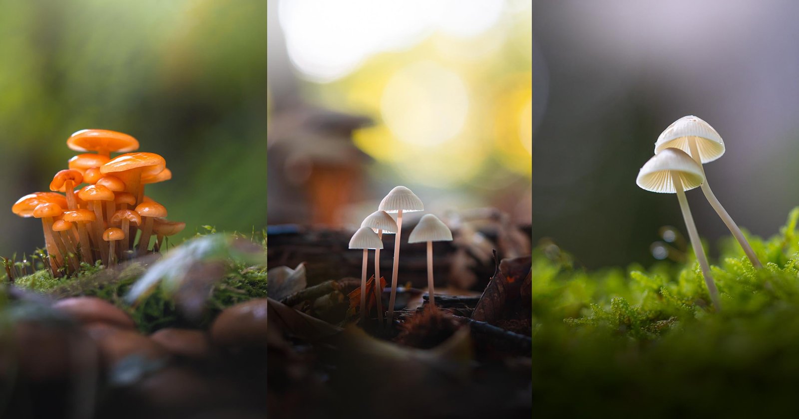 10 Tips for Photographing Little Mushrooms in the Forest