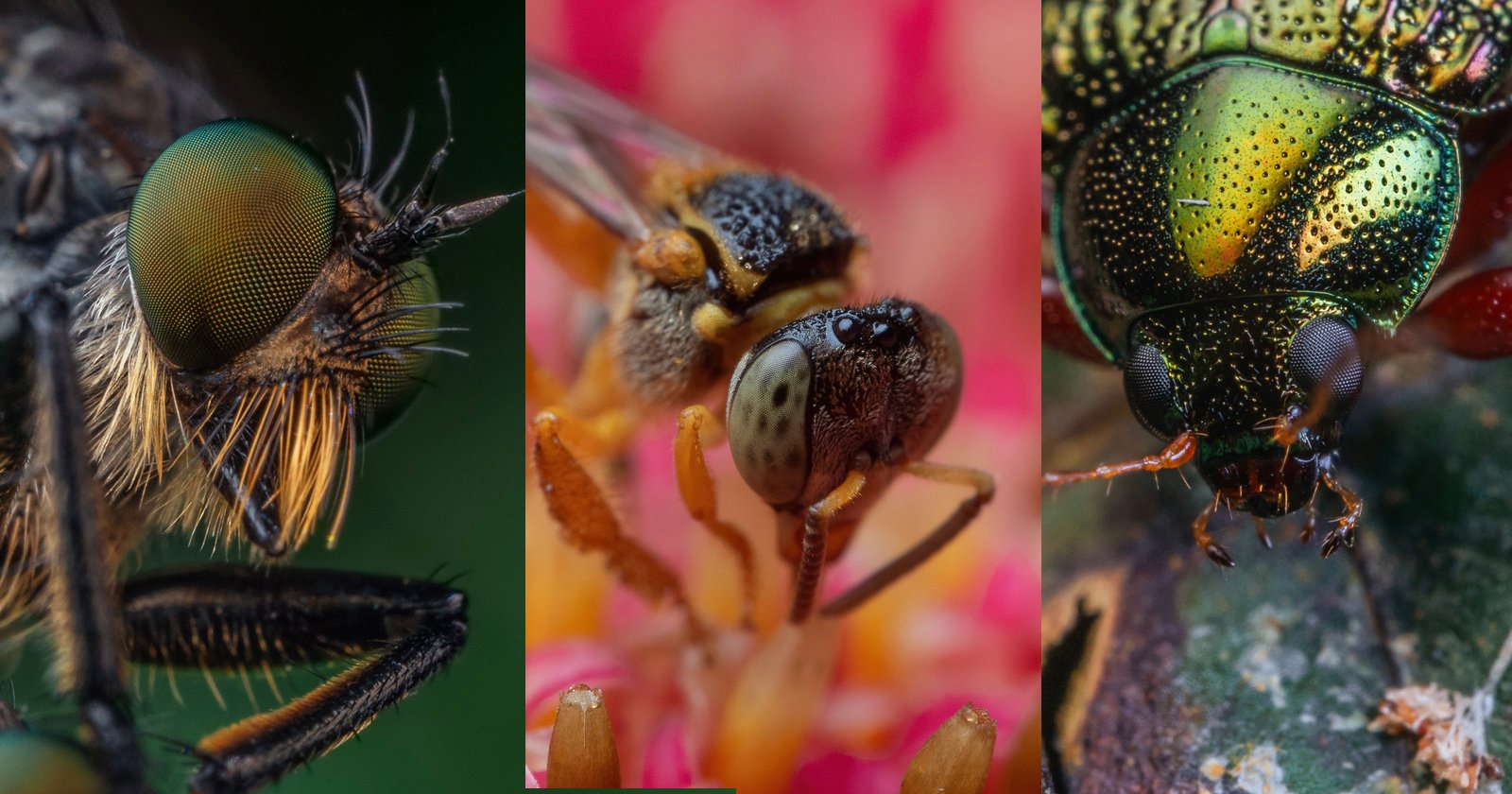 Evaluating the Laowa 50mm f/2.8 Macro Photographing Insects in Brazil
