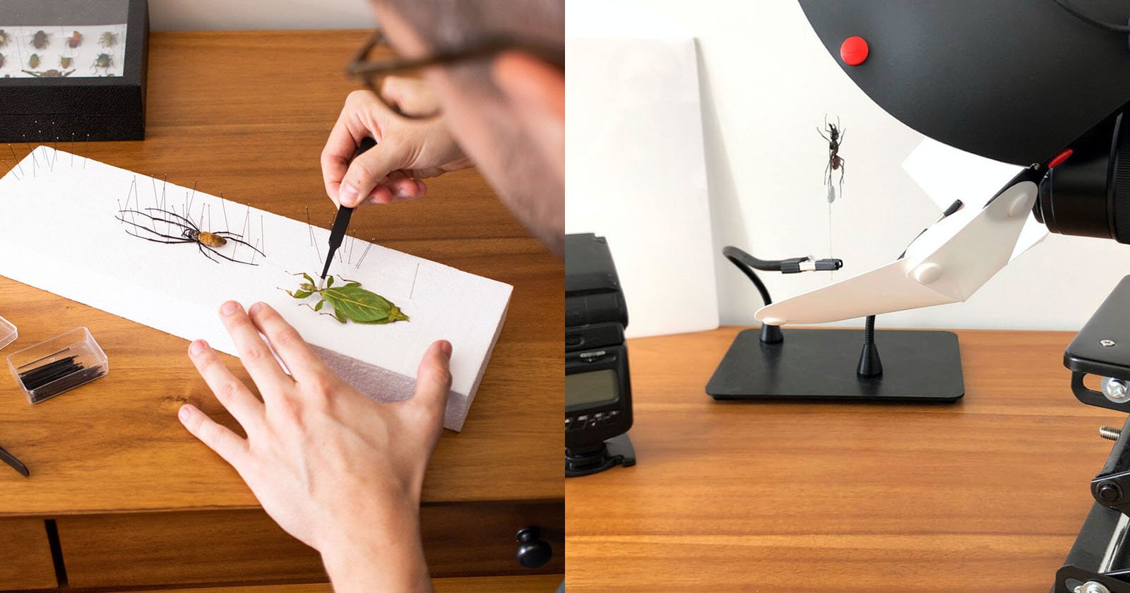 My Process for Creating Insect Portraits with Macro Photography