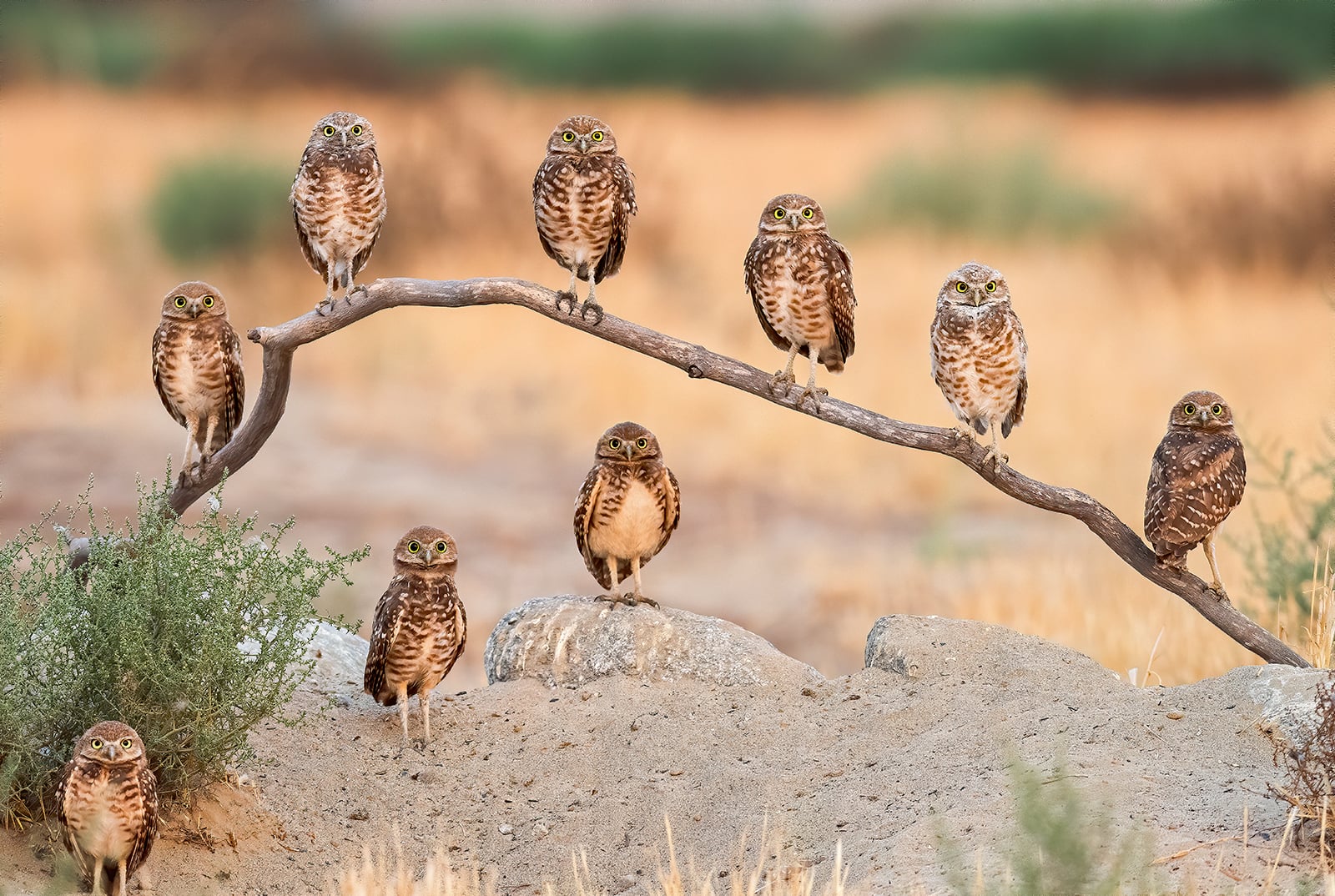 25 People's Choice Finalists from the 2020 Wildlife Photographer of the ...