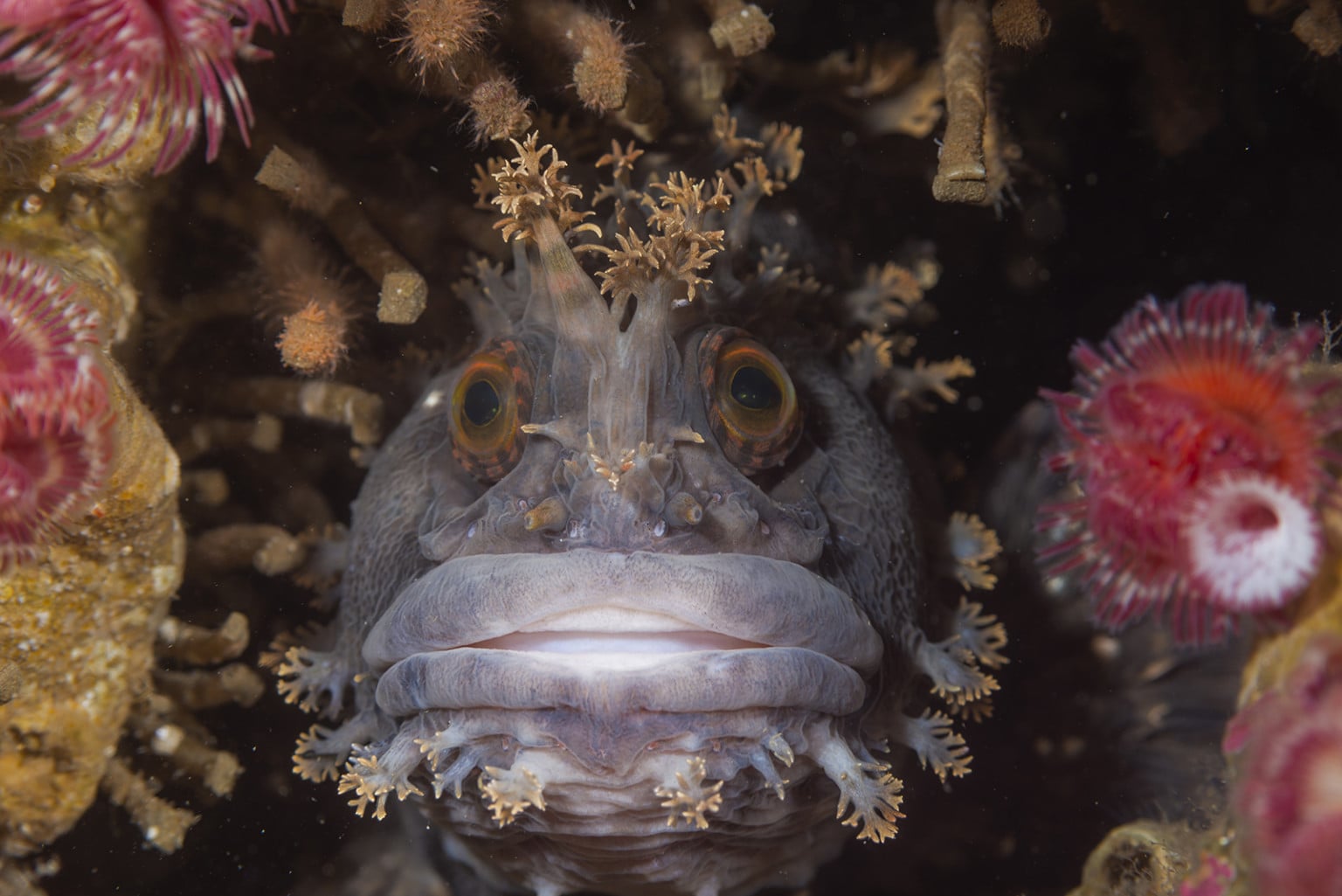 25 People's Choice Finalists from the 2020 Wildlife Photographer of the ...