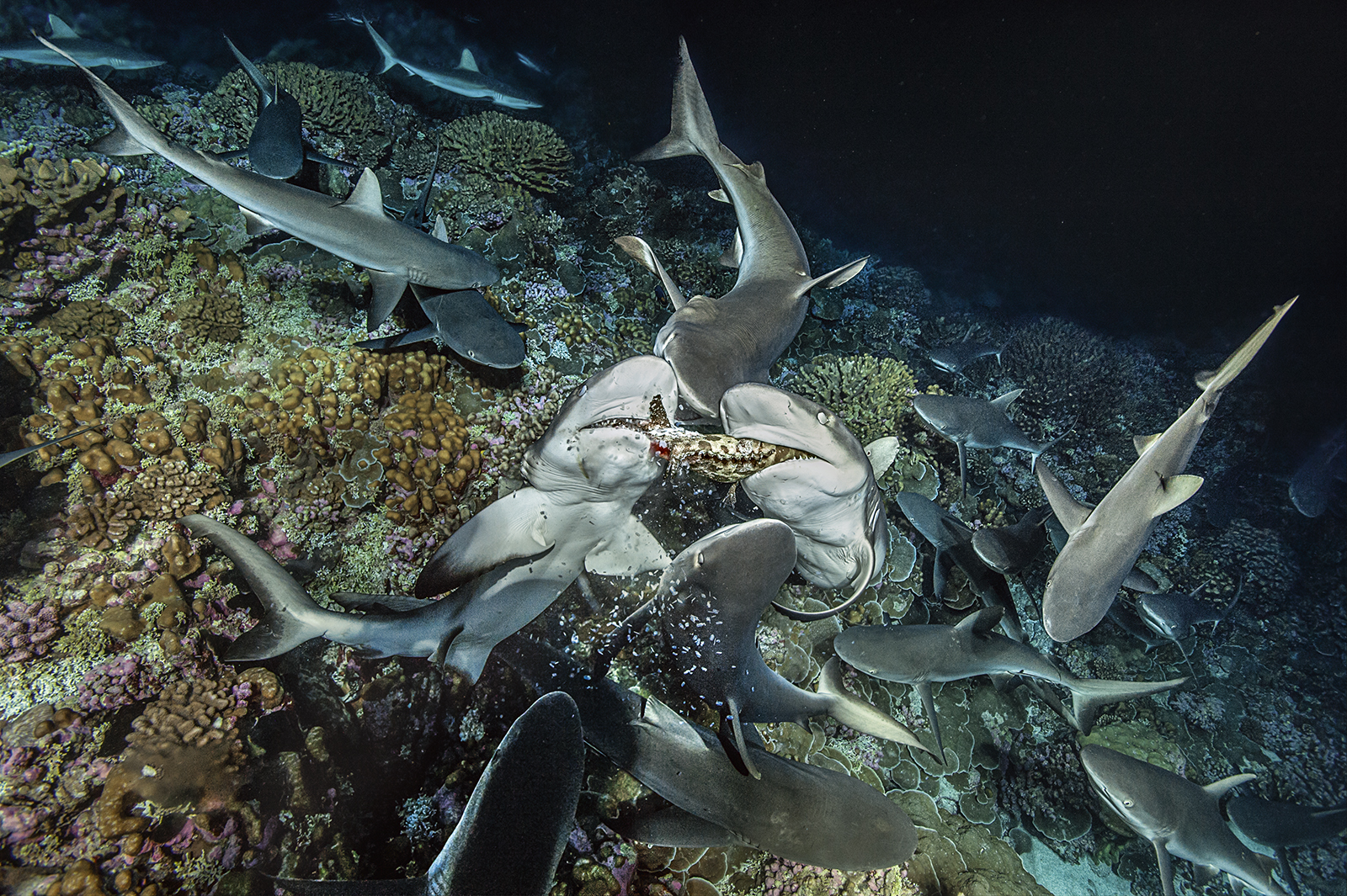 25 People's Choice Finalists from the 2020 Wildlife Photographer of the ...