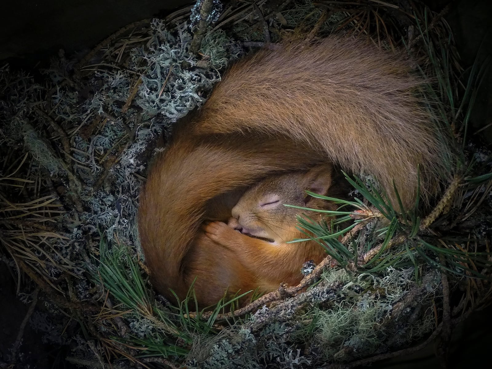 25 People's Choice Finalists from the 2020 Wildlife Photographer of the ...