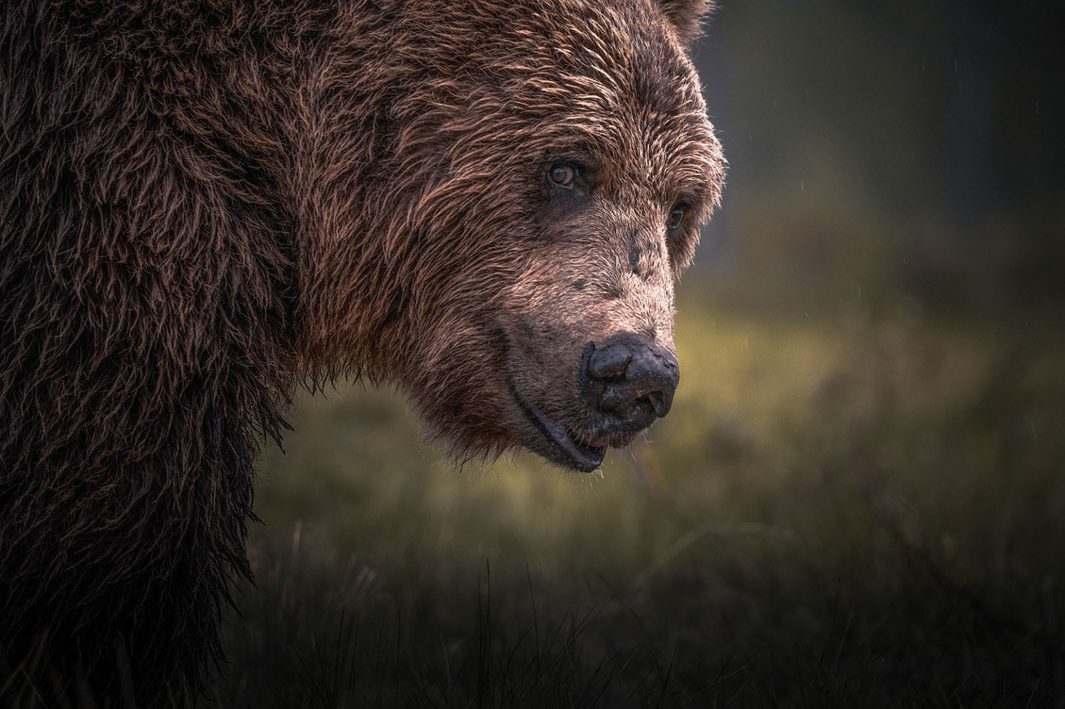 Photographing Bears in Finland | PetaPixel