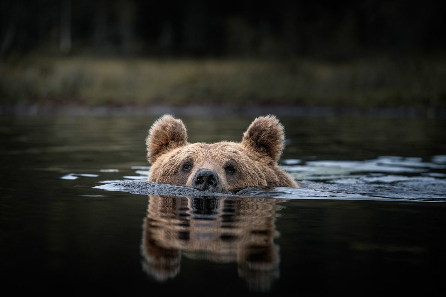 Photographing Bears in Finland | PetaPixel