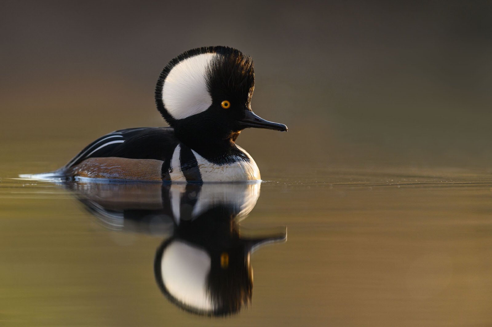 Thoughts on the Nikon Z6 II for Wildlife Photography PetaPixel