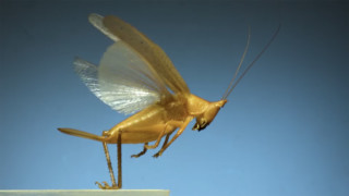 Insects in Flight: Watch 11 Species Take Off In Super Slow Motion ...