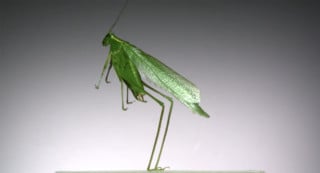 Insects in Flight: Watch 11 Species Take Off In Super Slow Motion ...