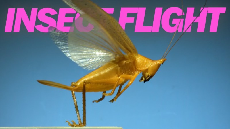 Scientist Captures 'The Fastest Front Flipping Insect' in Super Slow ...