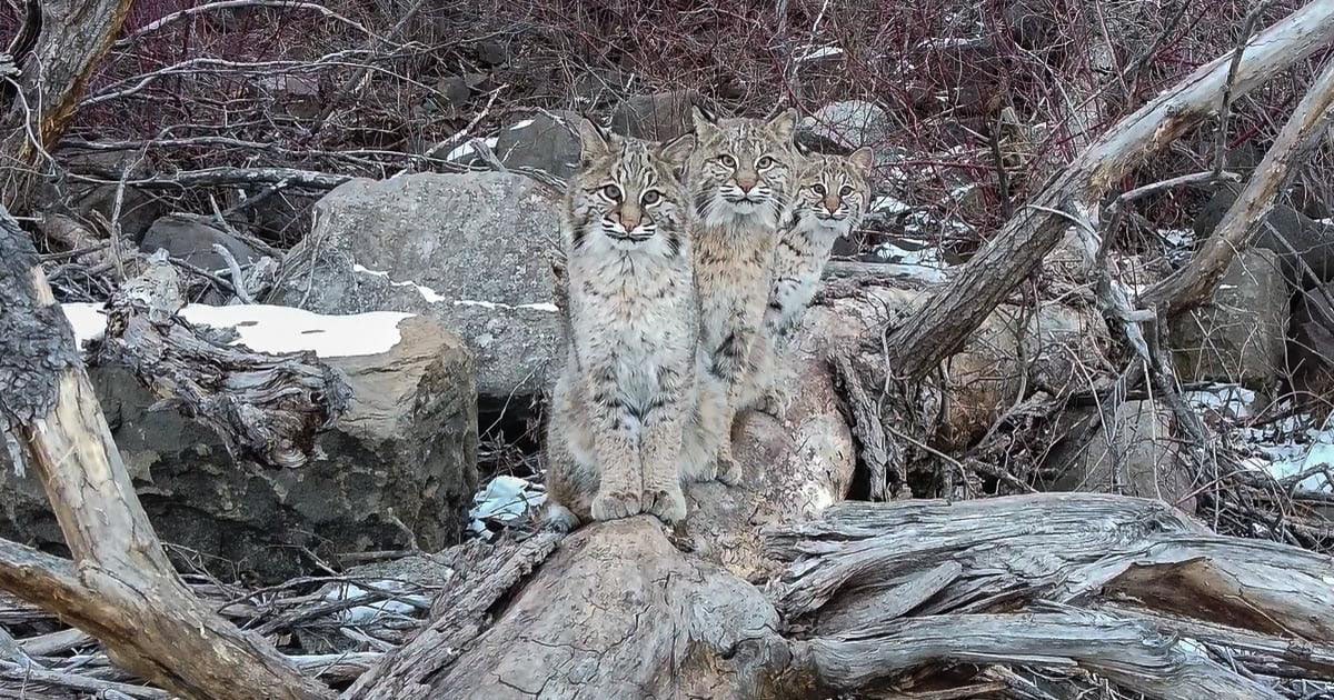 Photographer’s Drone Captures Three Bobcats Hanging Out