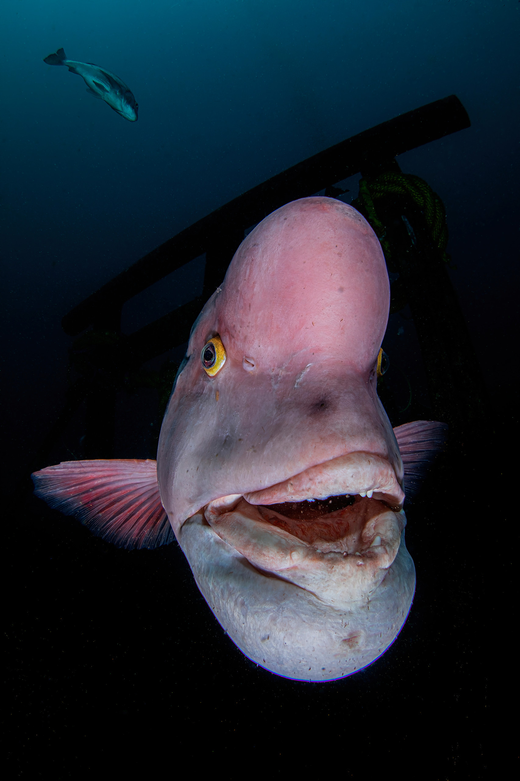 Photo of Reef Sharks Headlines Underwater Photographer of the Year 2021 ...