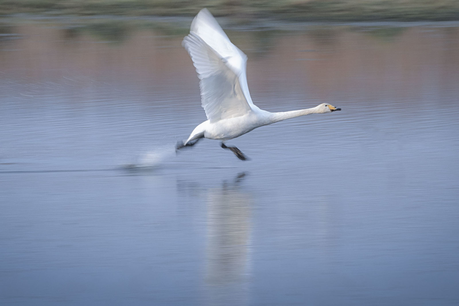 Winter Wetlands: Photographing Whooper Swans | PetaPixel