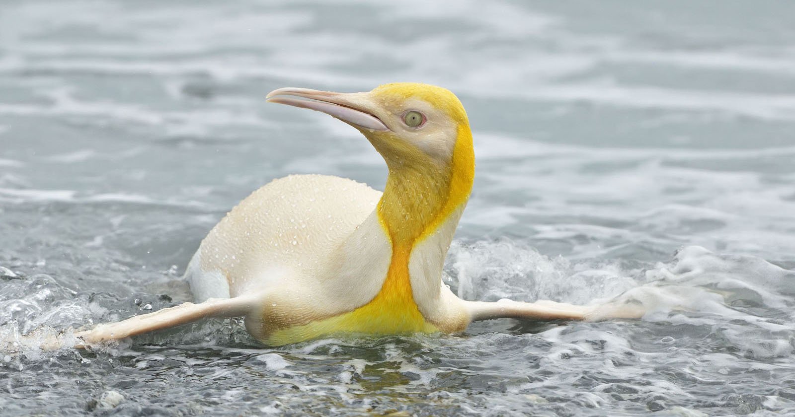 Yellow, Beak, Penguin, Flightless Bird Picture. Image: 95617406