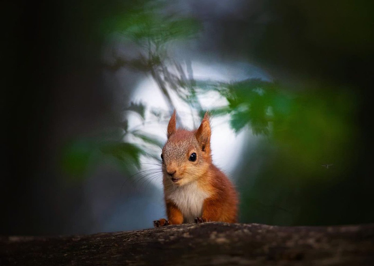 How a Wildlife Photographer Rescued Four Baby Red Squirrels PetaPixel