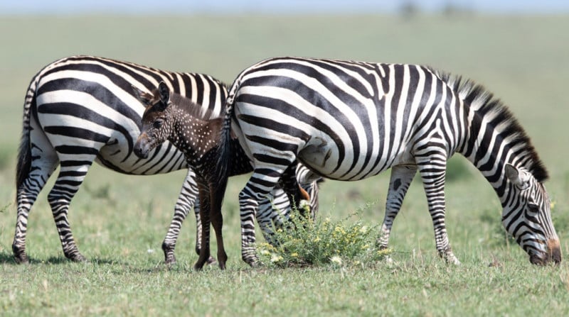 per bambine gonna a tutù lunghezza media Marchio Spotted Zebra 