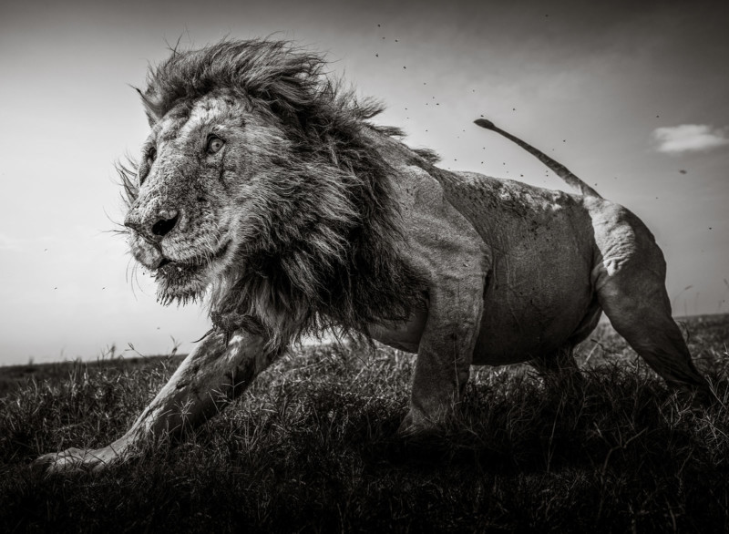 This series of images was taken using wide-angle lenses and wireless triggers. With these iconic wild animals, being in close proximity is too dangerous, so you need to be inventive and innovative. This unique perspective is complemented by an aerial image of a hippo pod, as well as underwater images inches away from wild crocodiles. I have aimed for a unique perspective showing the raw beauty and power of the wild; hopefully, through more empathy with nature, we will learn to preserve it. All animals are wild and free.