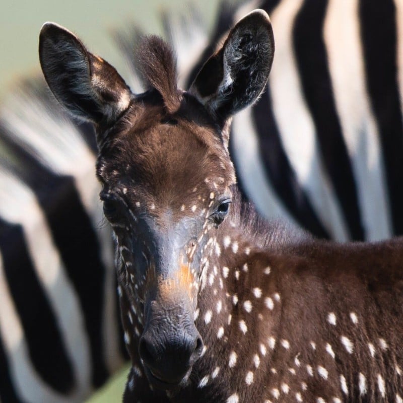 Photos of a Rare Polka-Dotted Baby Zebra Spotted in Kenya