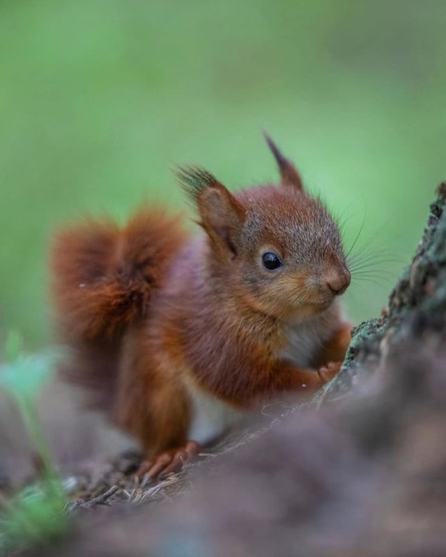 Baby American Red Squirrel