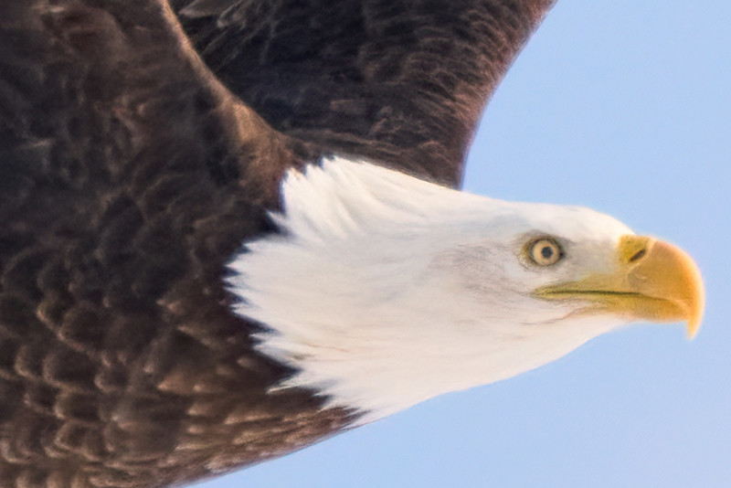 photoshop gigapixel