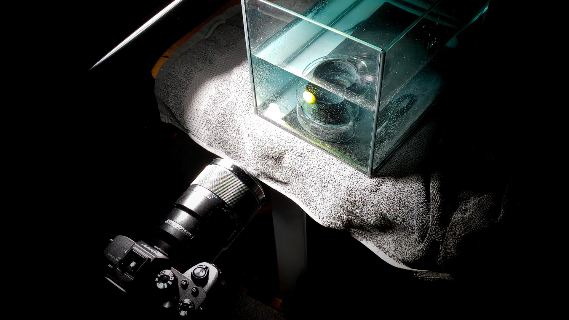 Watching M&Ms Dissolve in Water is Both Beautiful and Unsettling