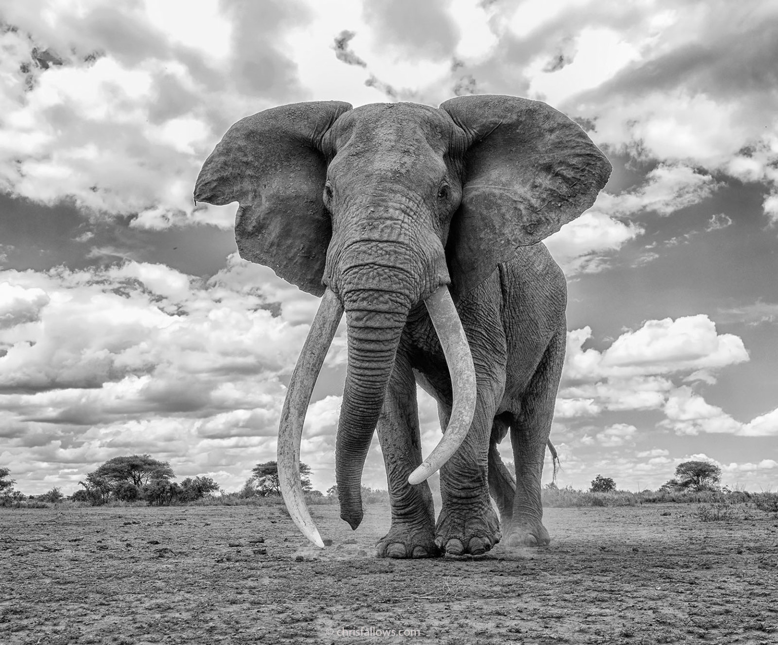 Photographer Shoots Fine Art Photos of Africa's Majestic Elephants ...