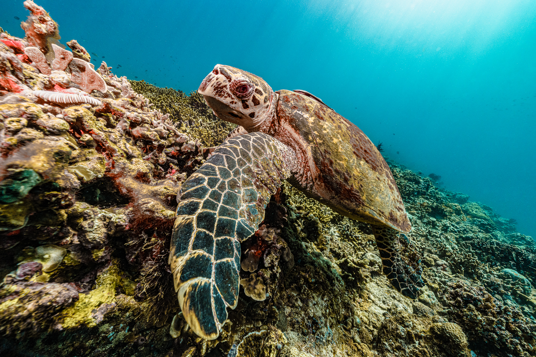 Diver Captures Beautiful Nighttime Underwater Photos and Slo-Mo Video ...