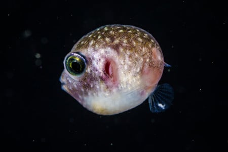 Diver Captures Beautiful Nighttime Underwater Photos and Slo-Mo Video ...