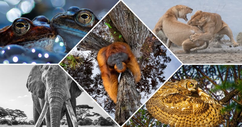 Image of Endangered Orangutan Wins World Nature Photography Awards |  PetaPixel