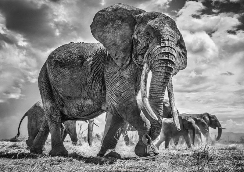 Photographer Shoots Fine Art Photos of Africa's Majestic Elephants |  PetaPixel