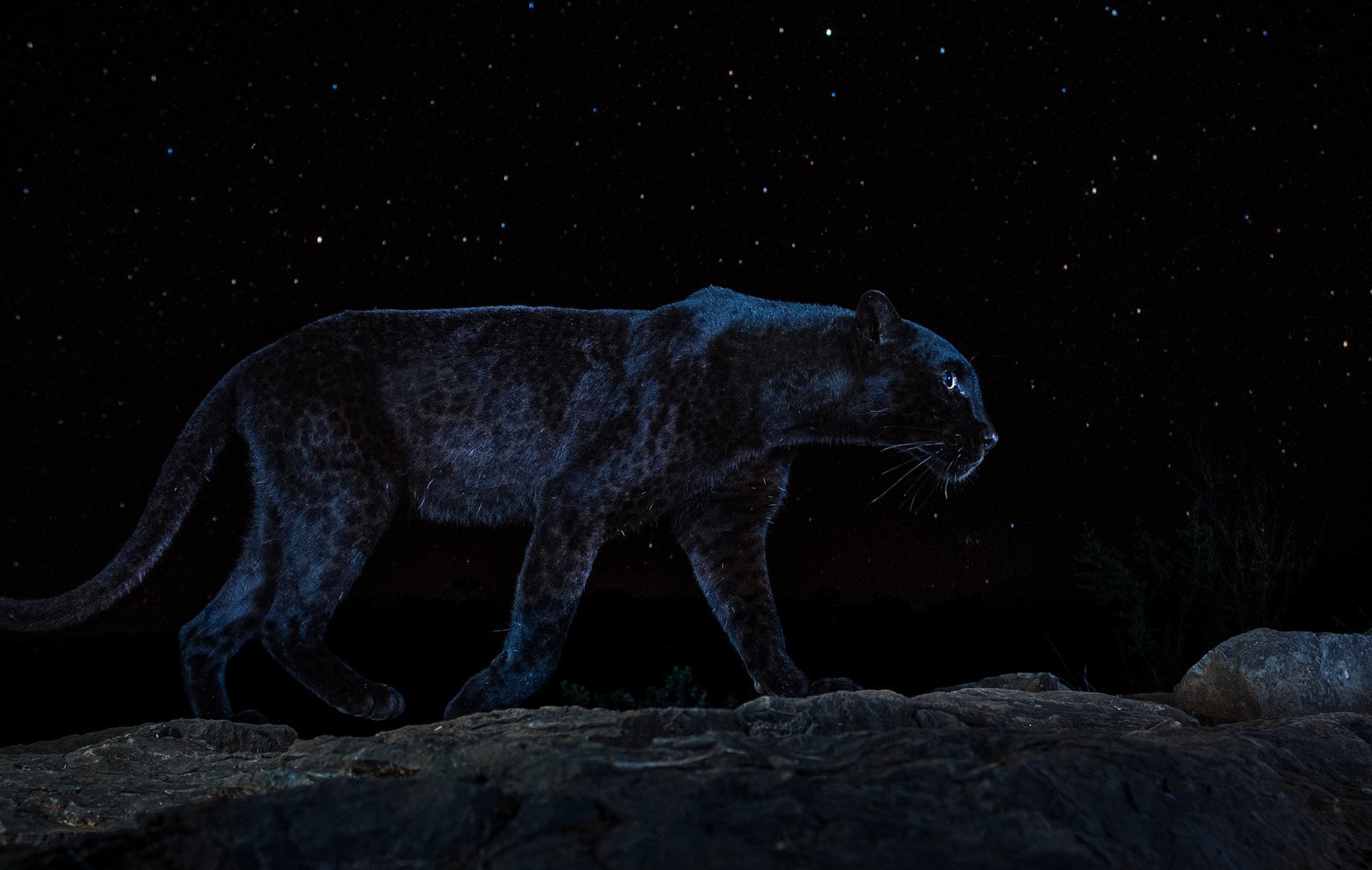 Photographer Captures the Ultra-Rare Black Panther Under the Stars ...