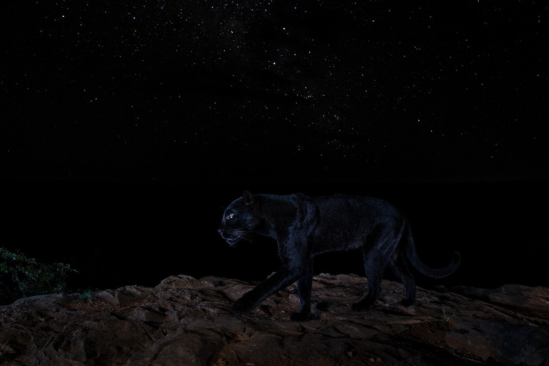 Extraordinary Rare Photos Show Stunning Black Panther in African Wilderness