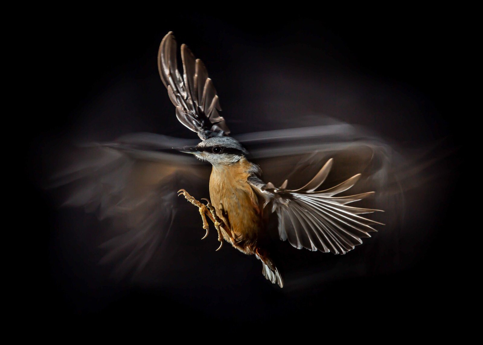 Finalists Of The Bird Photographer Of The Year 2021 Announced PetaPixel   BPOTY 2021 Finalists 25 