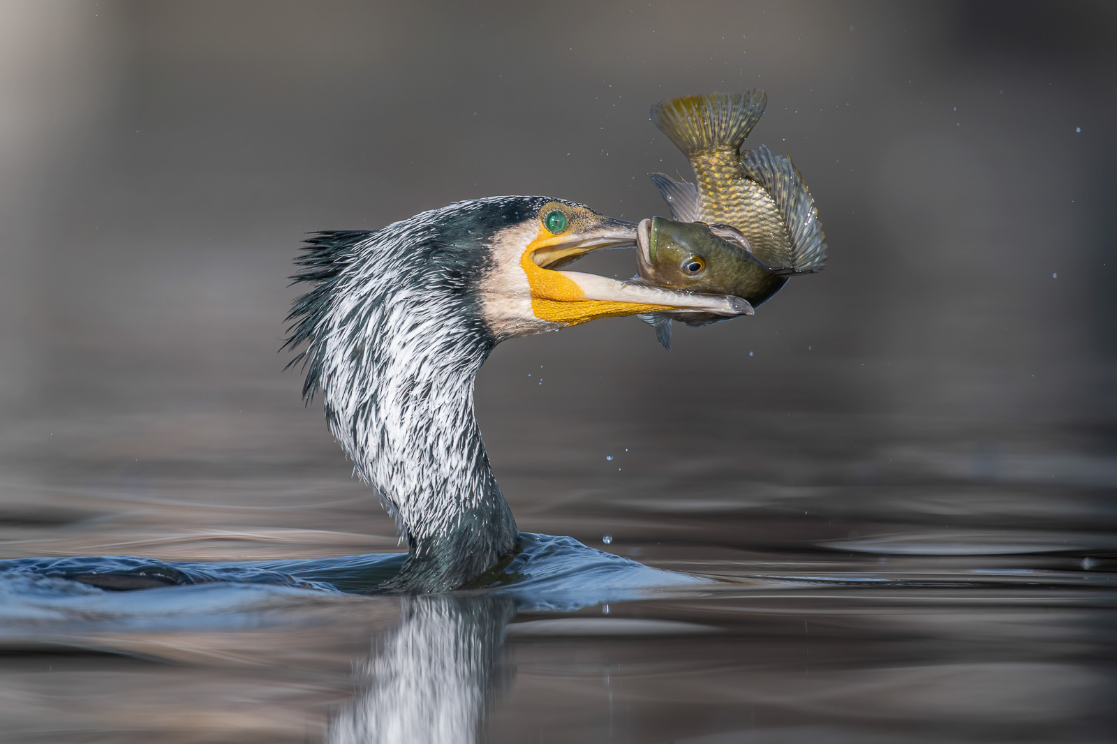 Finalists Of The Bird Photographer Of The Year 2021 Announced Petapixel