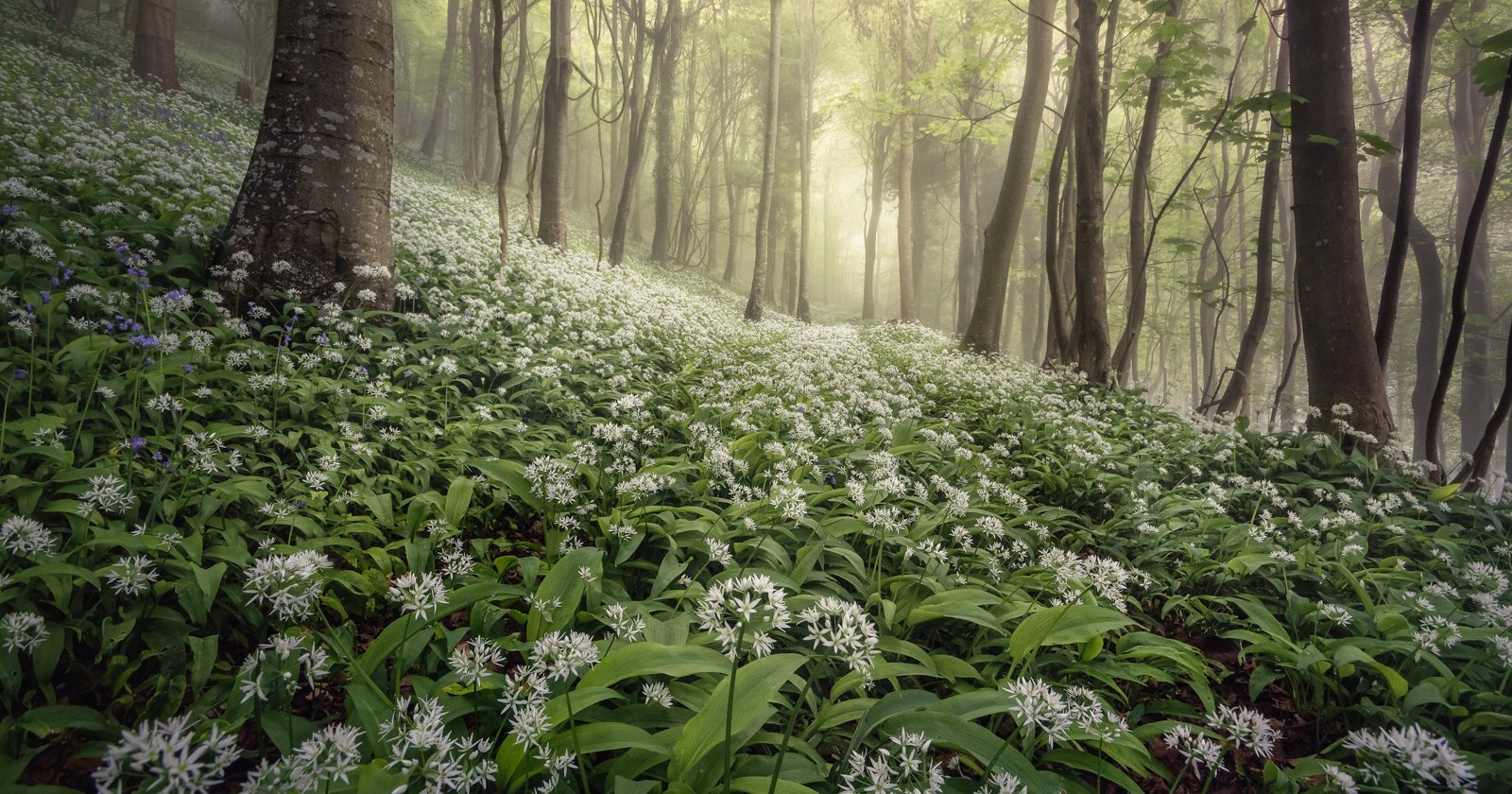 Five Decades of Landscape Photography with Bruce Barnbaum