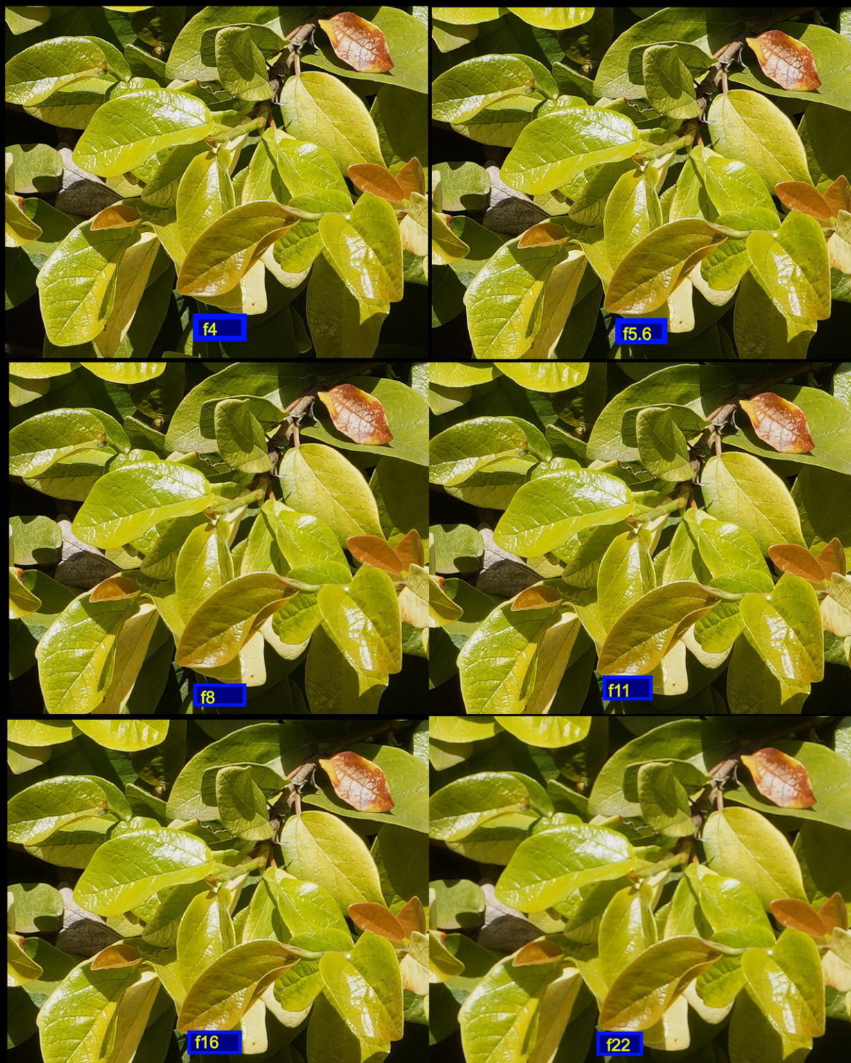 How Much Does Lens Sharpness Matter? PetaPixel