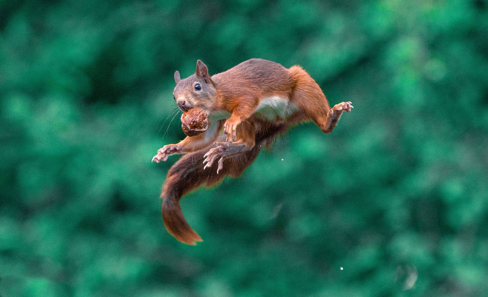 Squirrels Jumping On Roof at Leonard Witte blog
