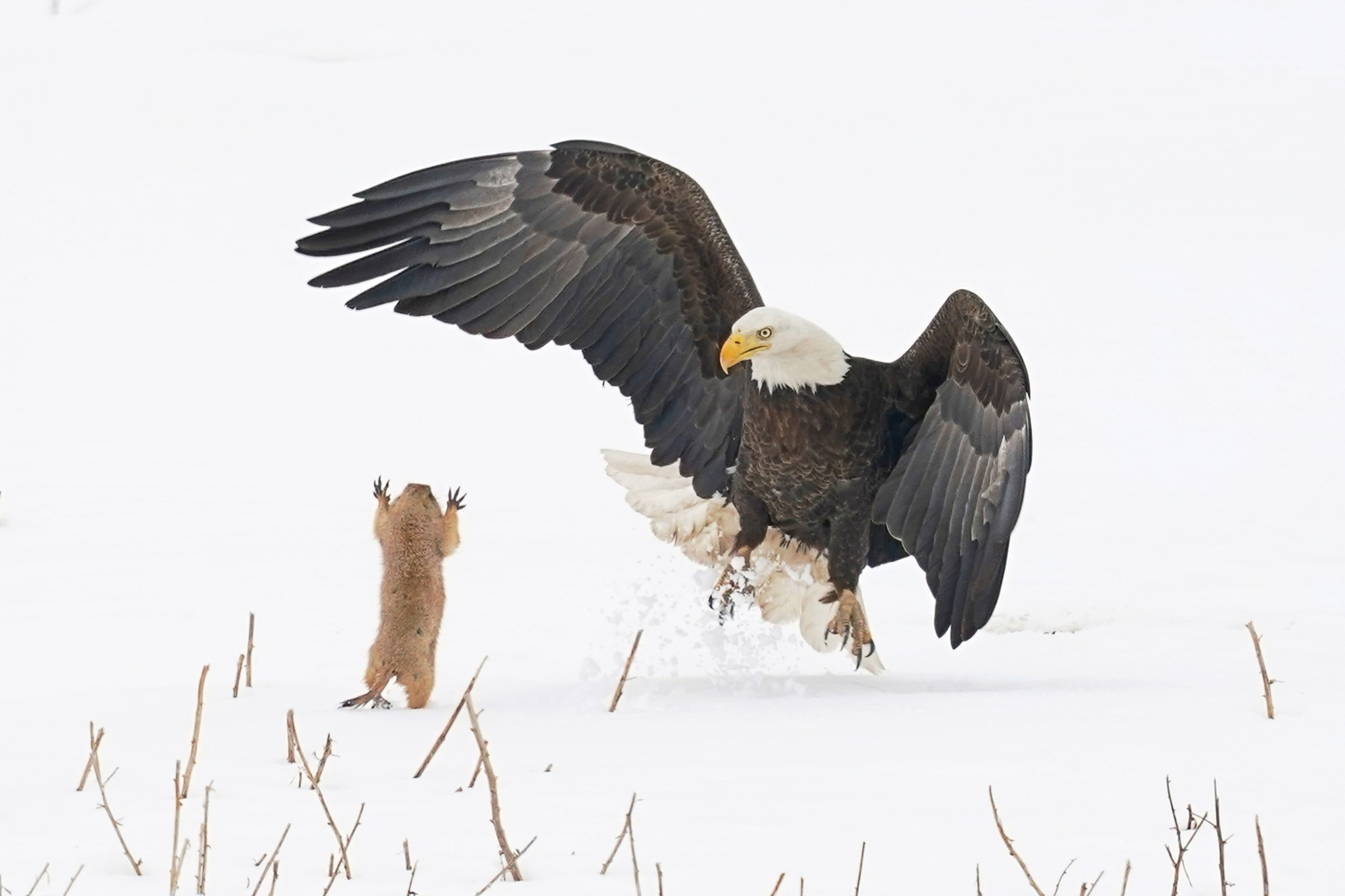 Best Entries So Far From the 2021 Comedy Wildlife Photography Awards