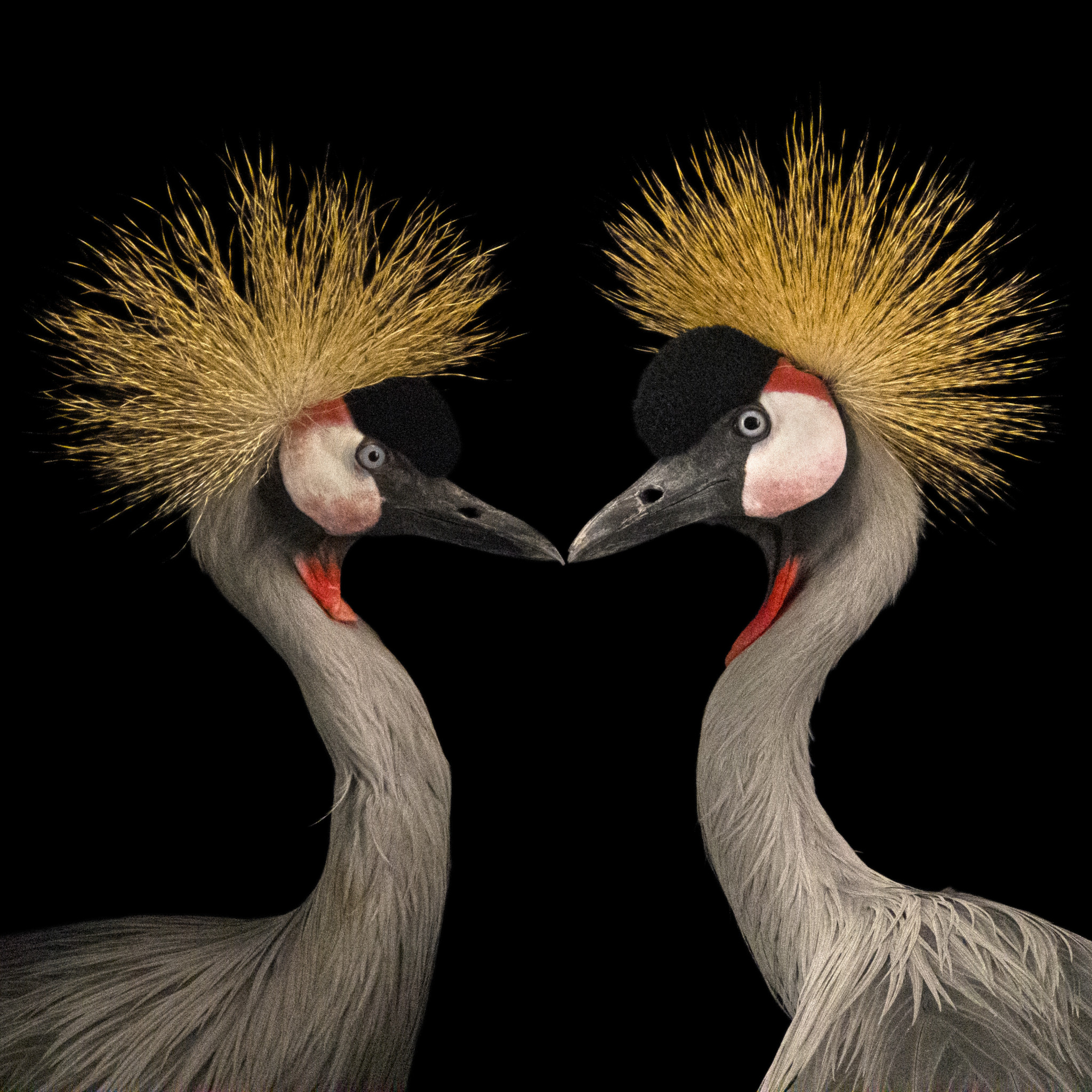 This NatGeo Photo Series Cherishes the Colors of Endangered Animals ...