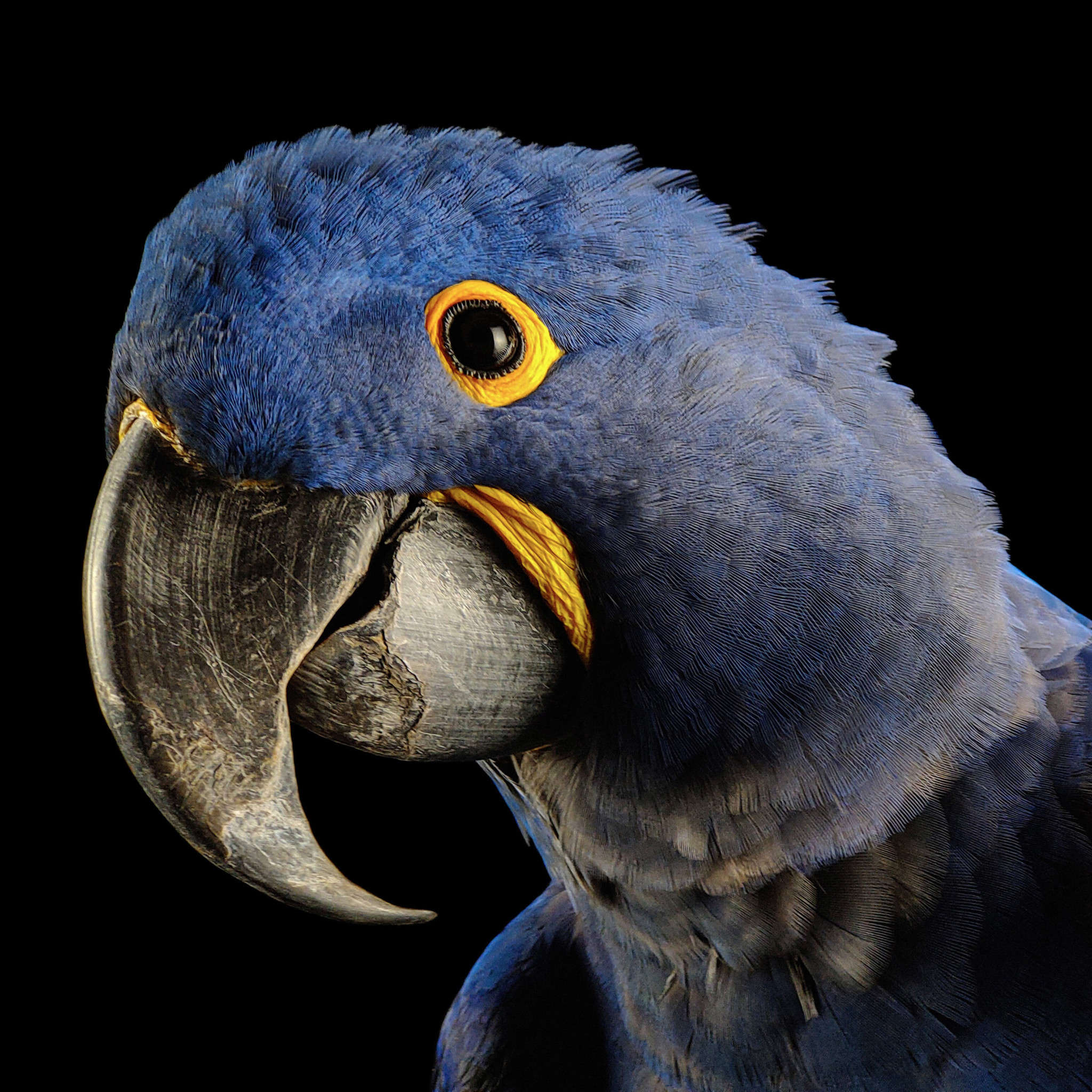 This NatGeo Photo Series Cherishes the Colors of Endangered Animals ...