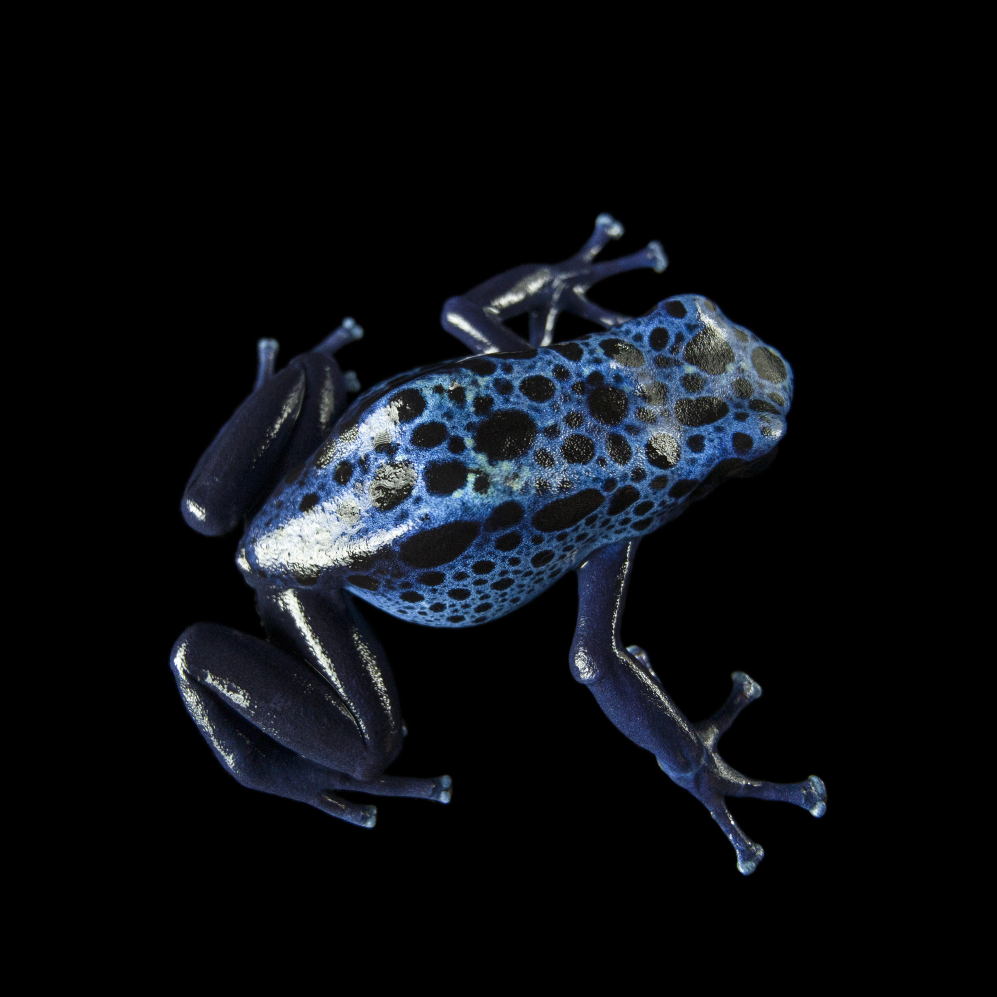 This NatGeo Photo Series Cherishes the Colors of Endangered Animals ...