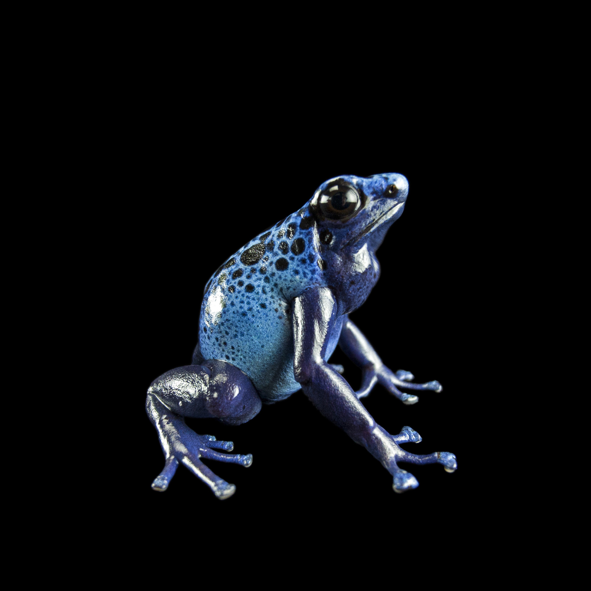 This NatGeo Photo Series Cherishes the Colors of Endangered Animals ...