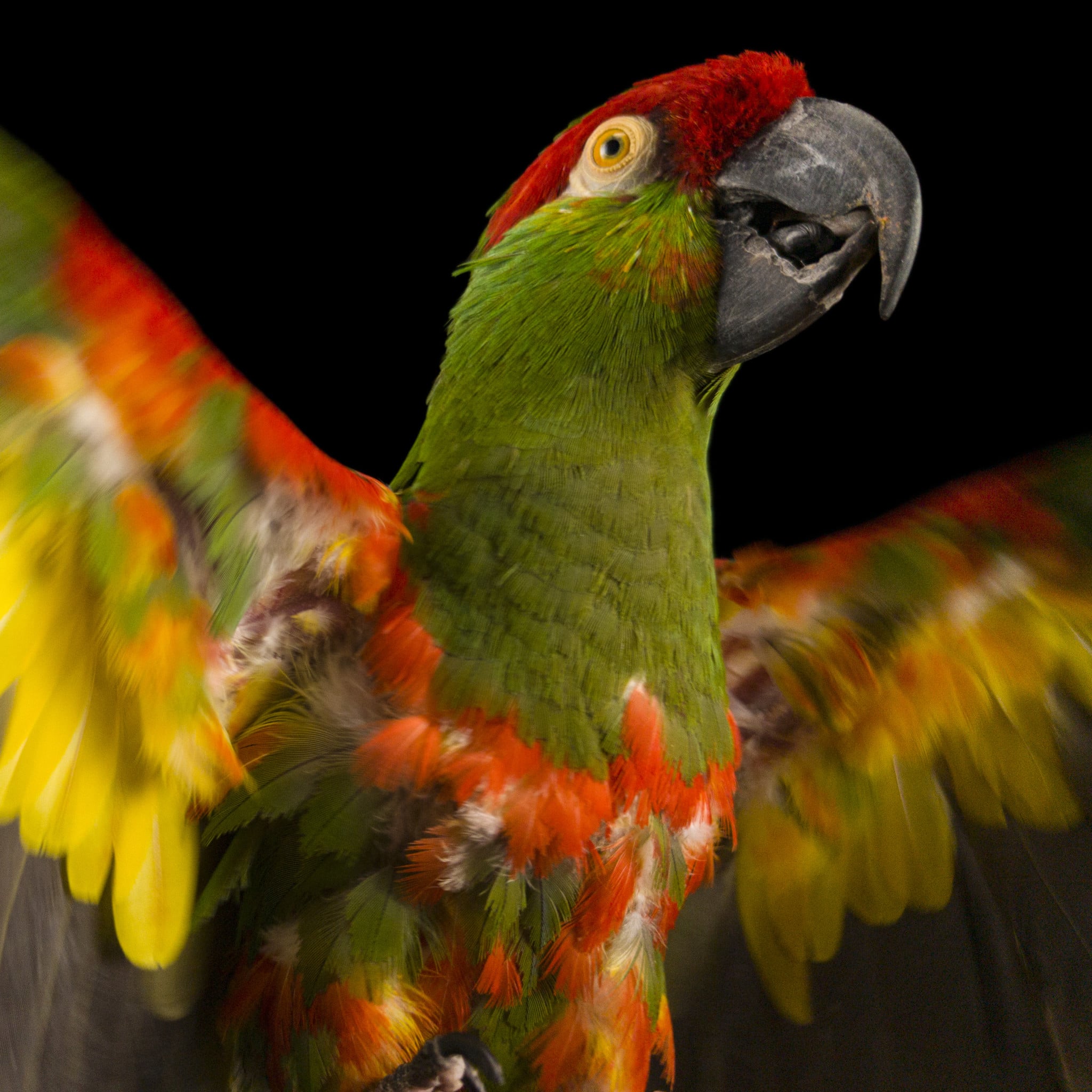 This NatGeo Photo Series Cherishes the Colors of Endangered Animals ...