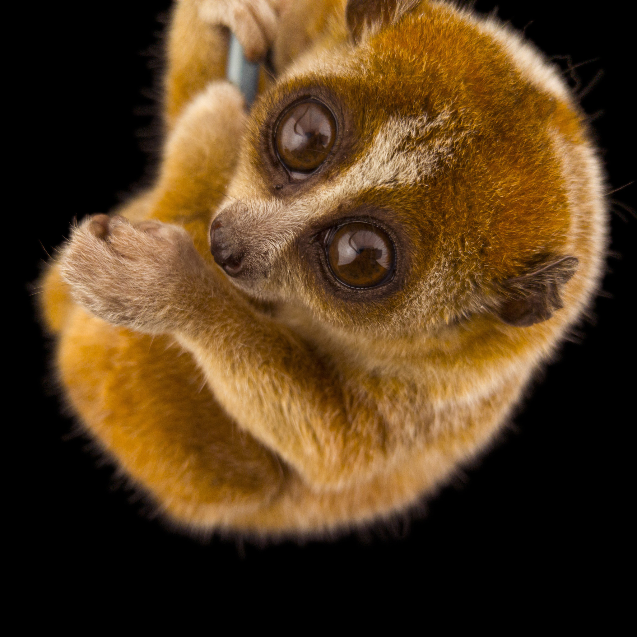 This NatGeo Photo Series Cherishes the Colors of Endangered Animals ...