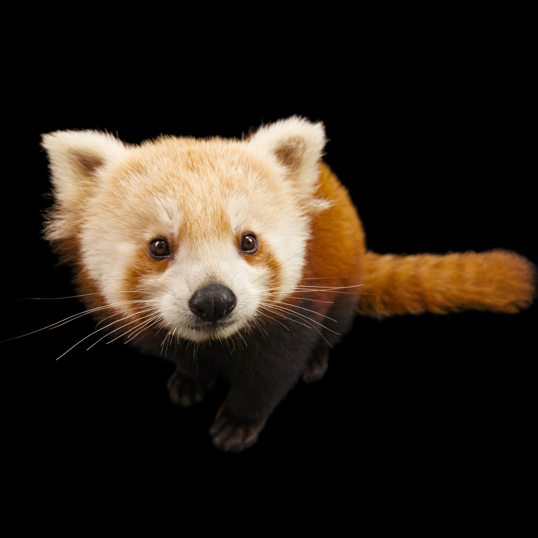 This NatGeo Photo Series Cherishes the Colors of Endangered Animals ...