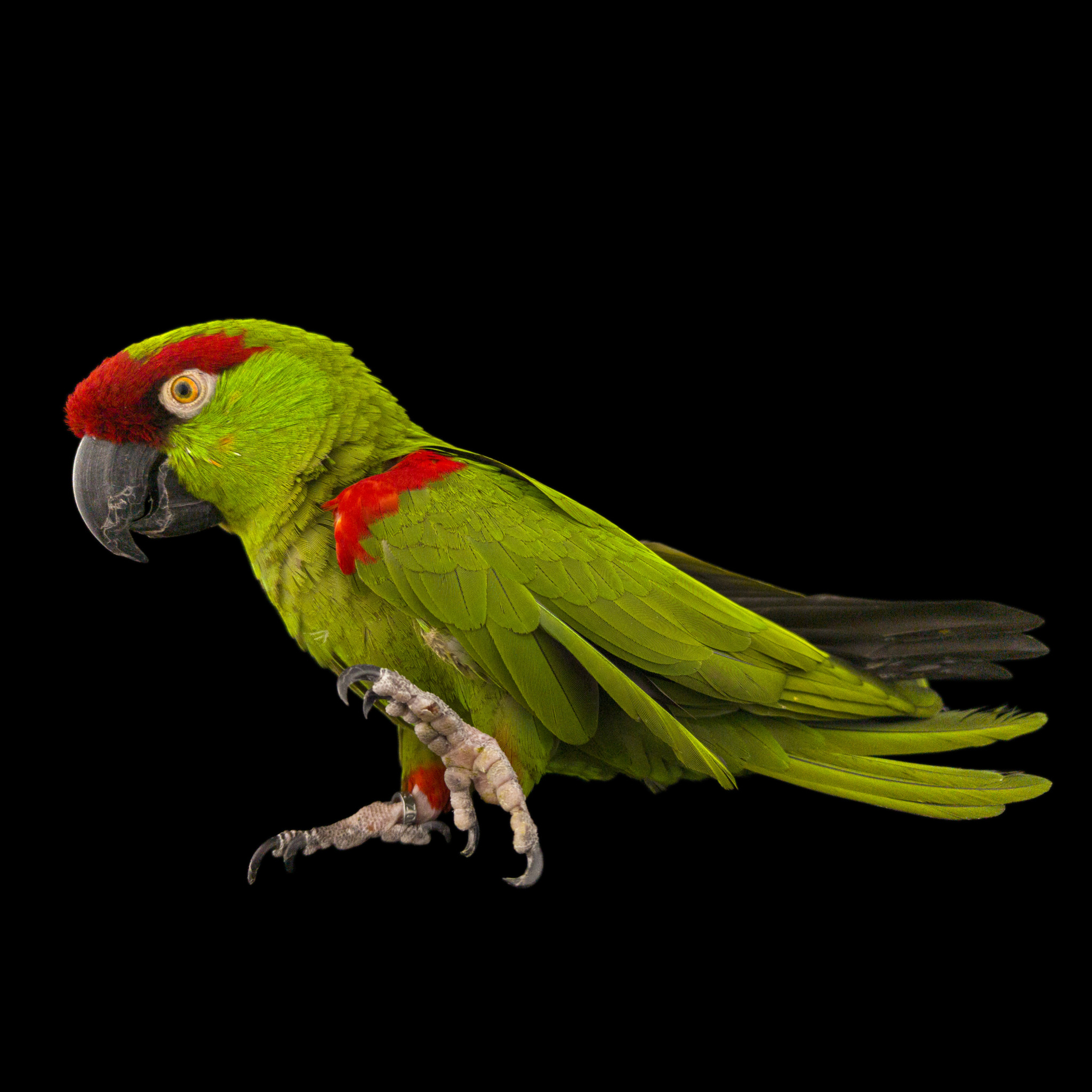 Parrots names