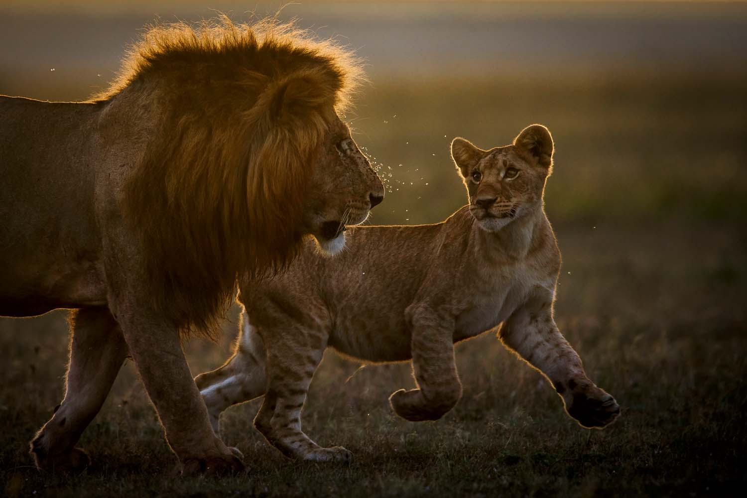 The Winners of the GDT Nature Photographer of the Year 2021 | PetaPixel